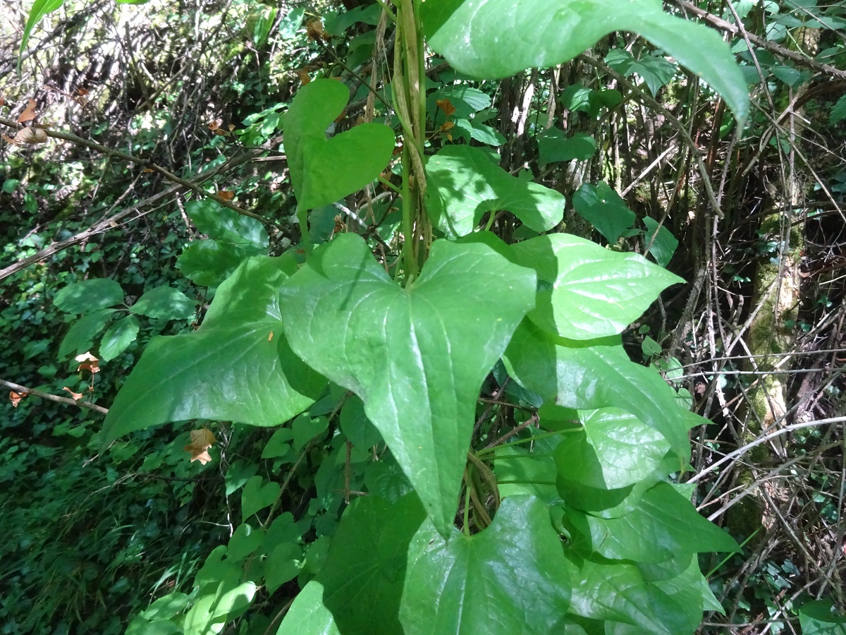 Dioscorea communis (Dioscoreaceae)